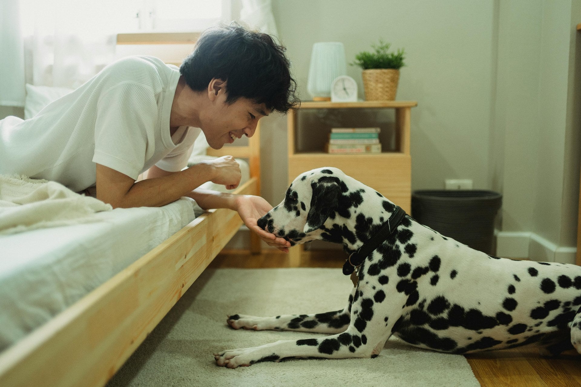 Why This Space-Saving Furniture is the Ideal Modern Dog Bed for Paw Parents